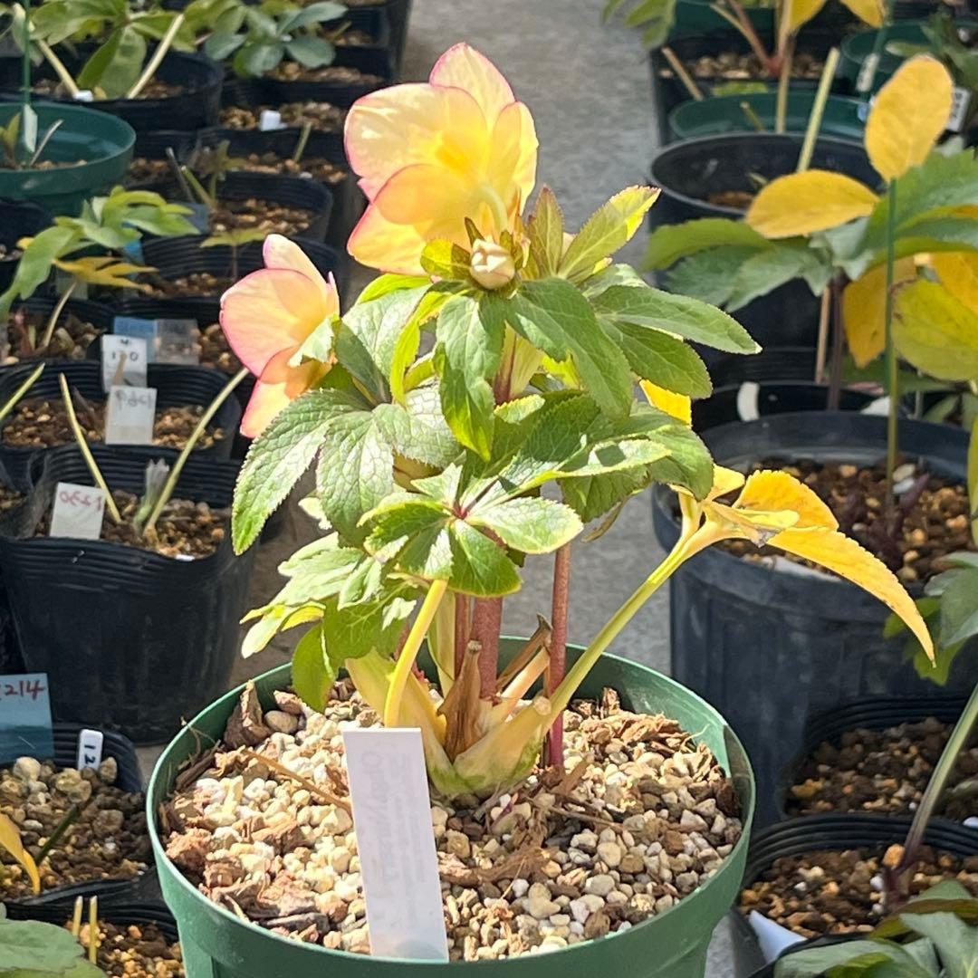 ぽ*の様 ☘️超レア☘️❤️根充実❤️⭐️超⭐️沢山新芽元気株❤️3272⭐️超