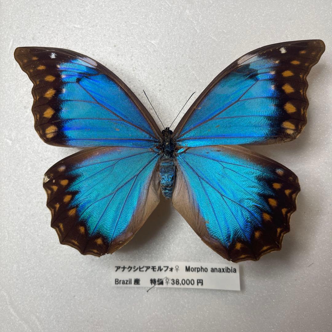 アナクシビア　モルフォ蝶